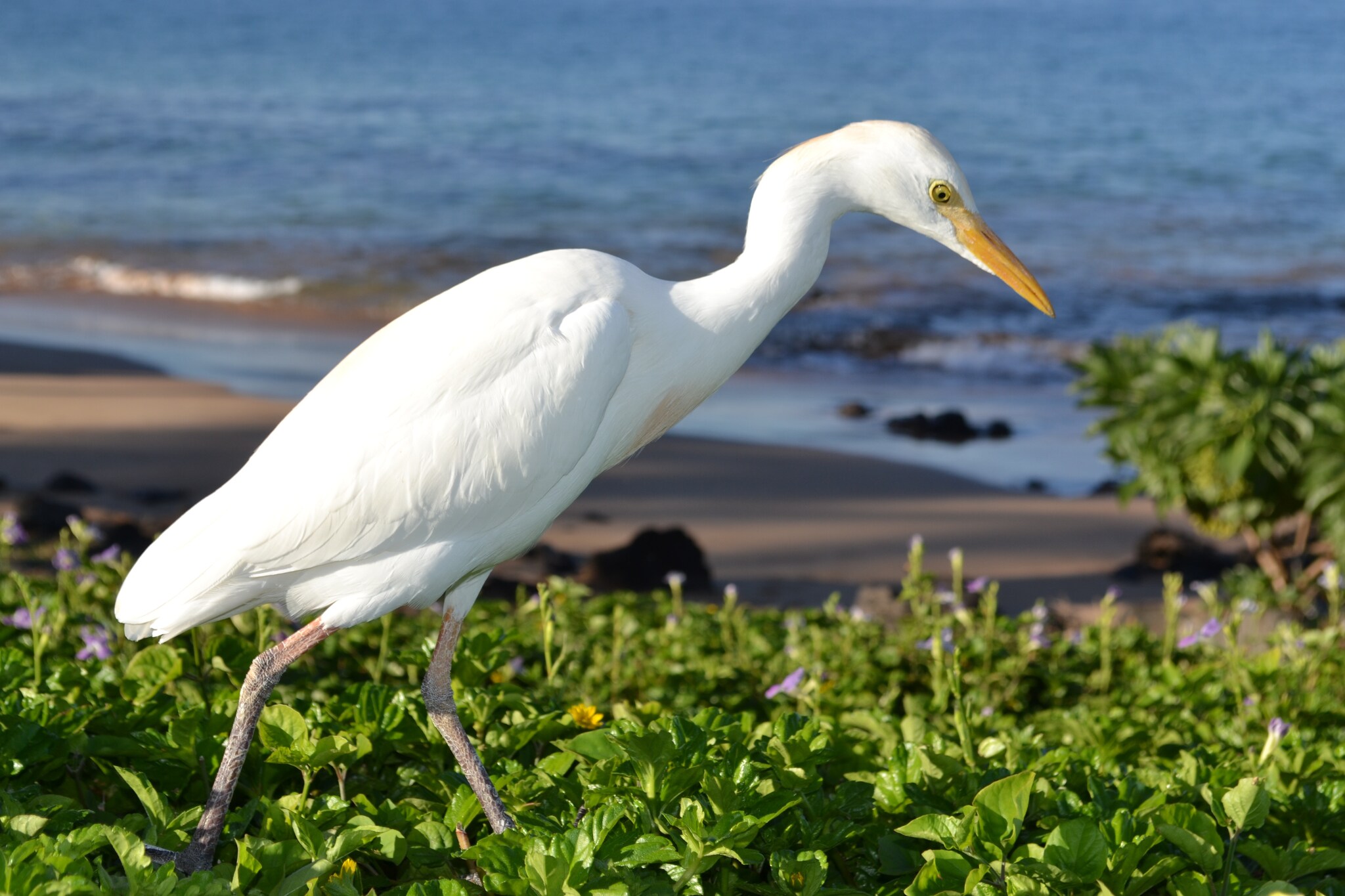 North Shore Birding Adventure With Nigel Marven