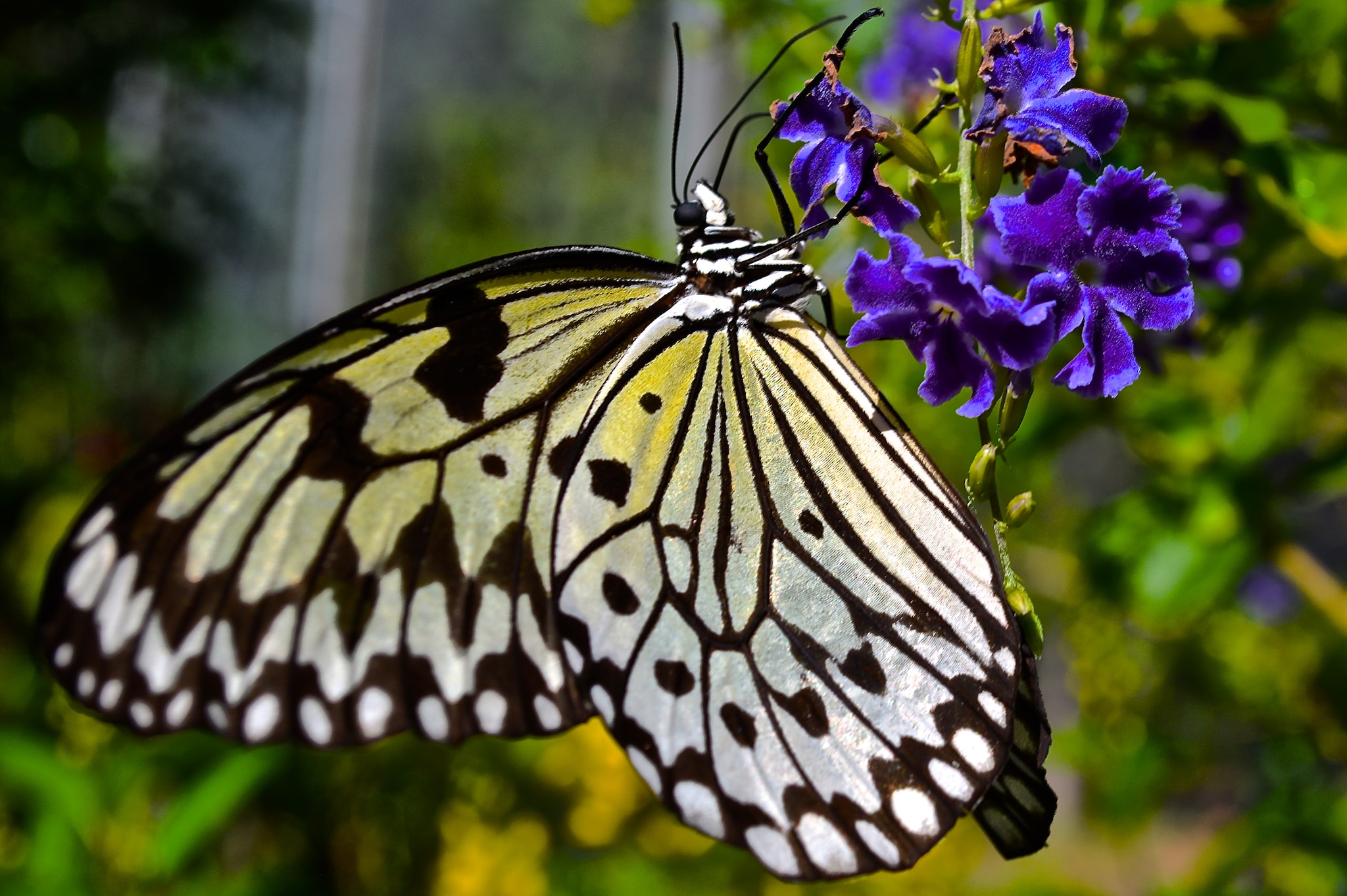 butterflies-and-island-sights