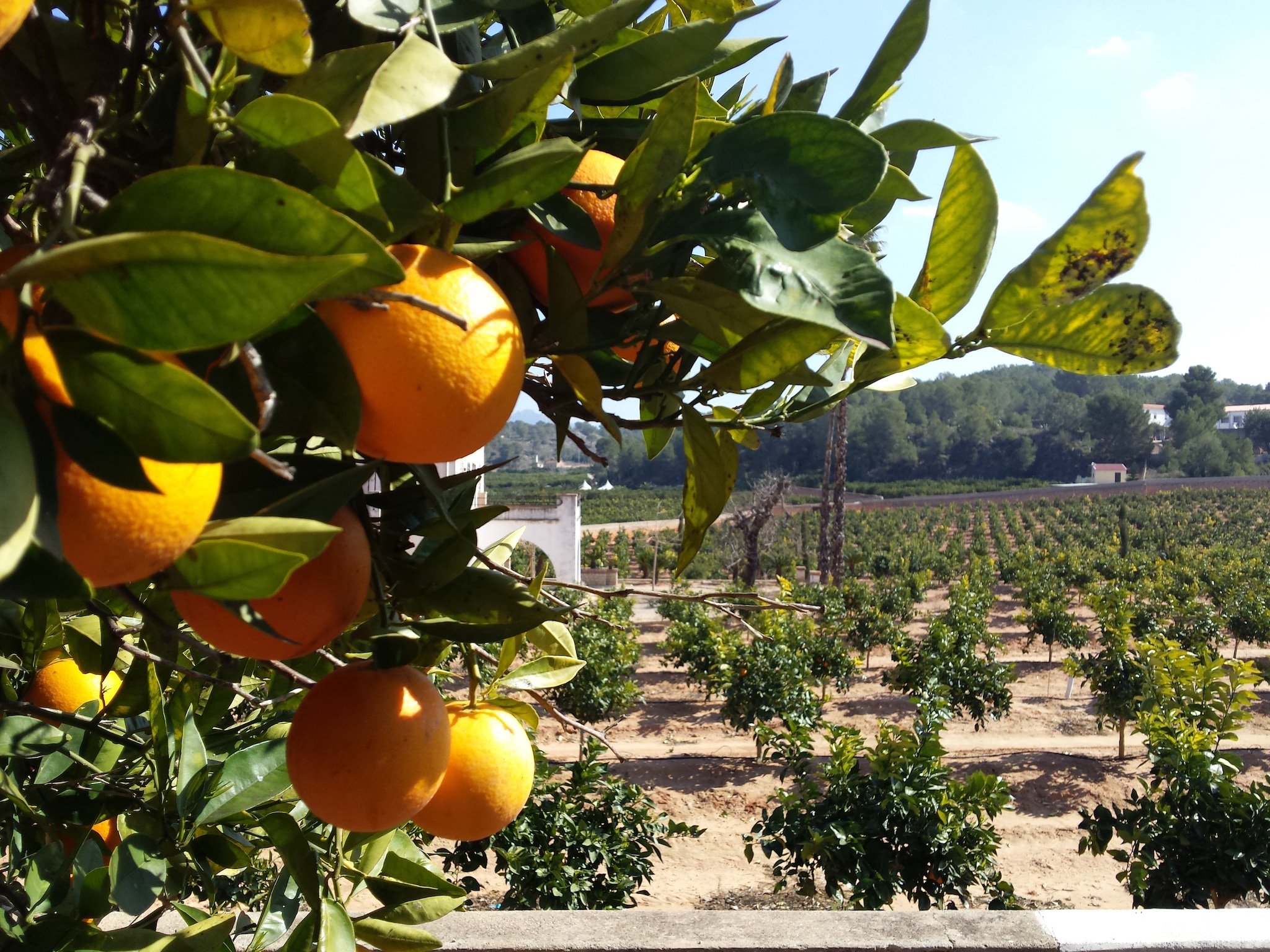 visit-to-valencia-orange-orchard